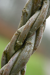 Image showing Treetrunk that is braid