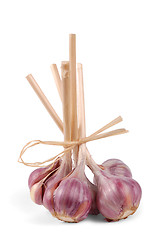 Image showing Garlic