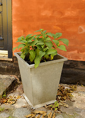 Image showing Plants in metalcontainer