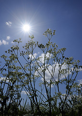 Image showing Roadflowers in direct sunligt