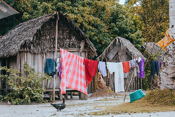 Image showing Laundry day in Masoala, Madagascar