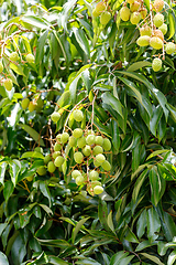 Image showing Green unripe exotic fruit Lychee, madagascar