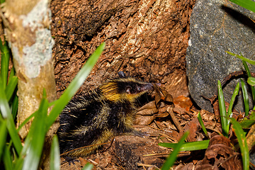 Image showing Endemic Tailless Tenrec, Madagascar Wildlife