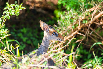 Image showing Dik-Dik antelope, Omo Valley, Ethiopia
