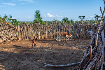 Image showing Cattle pen in Hamar Village, South Ethiopia, Africa