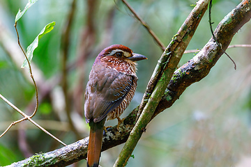 Image showing Short-legged Ground-Roller, Masoala, Madagascar