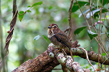 Image showing Short-legged Ground-Roller, Masoala, Madagascar