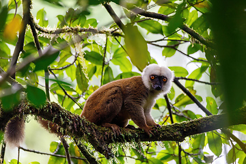 Image showing white-headed lemur, Eulemur albifrons on tree, Masoala Madagascar