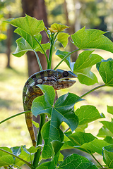 Image showing Panther chameleon, Furcifer pardalis, Masoala Madagascar