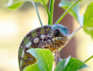 Image showing Panther chameleon, Furcifer pardalis, Masoala Madagascar