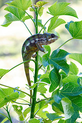 Image showing Panther chameleon, Furcifer pardalis, Masoala Madagascar