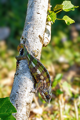 Image showing Panther chameleon, Furcifer pardalis, Masoala Madagascar