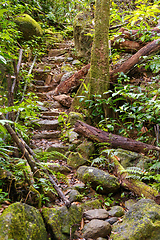 Image showing rainforest in Masoala national park, Madagascar