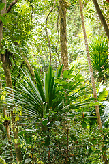 Image showing rainforest in Masoala national park, Madagascar