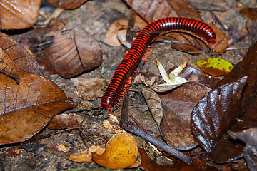 Image showing Madagascan Fire Millipede, Masoala Madagascar