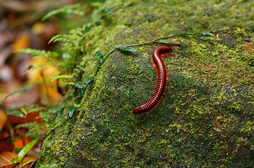 Image showing Madagascan Fire Millipede, Masoala Madagascar