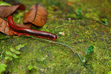 Image showing Madagascan Fire Millipede, Masoala Madagascar