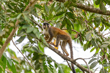 Image showing Central American squirrel monkey, Saimiri oerstedii, Quepos, Costa Rica wildlife