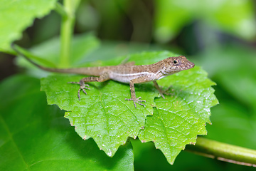 Image showing Anolis polylepis, small lizard in Quepos, Costa Rica wildlife