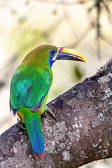 Image showing Emerald toucanet (Aulacorhynchus prasinus), San Gerardo, Costa Rica