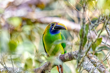 Image showing Emerald toucanet (Aulacorhynchus prasinus), San Gerardo, Costa Rica