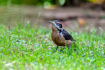 Image showing Hairy woodpecker, Leuconotopicus villosus, San Gerardo Costa Rica