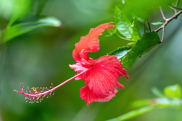 Image showing Red Hibiscus flower, Quepos, Costa Rica