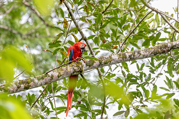 Image showing Scarlet macaw, Ara macao, Quepos Costa Rica.