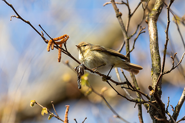 Image showing small song bird Willow Warbler, Europe wildlife