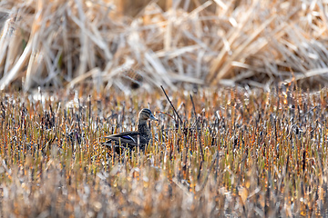 Image showing duck mallard on pond, Czech Republic, Europe wildlife