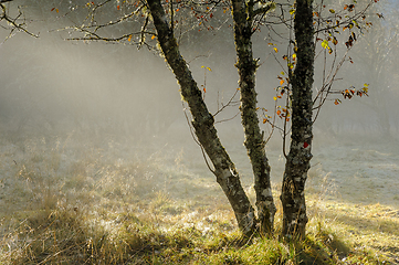 Image showing autumn colored trees backlit with fog