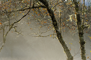 Image showing coast-coloured leaves in backlight with fog