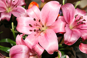 Image showing lily flowers texture