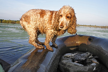 Image showing spaniel - the hunting dog