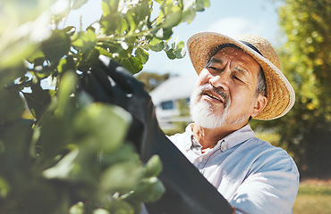 Image showing Senior man, gardening and check plants with thinking, growth analysis and agriculture in summer. Mature farmer, trees and leaves with inspection for health, quality and development in countryside