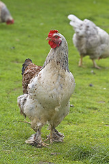 Image showing Rooster