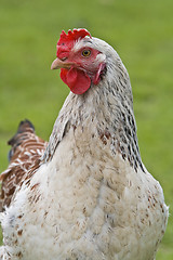 Image showing Shot of a rooster