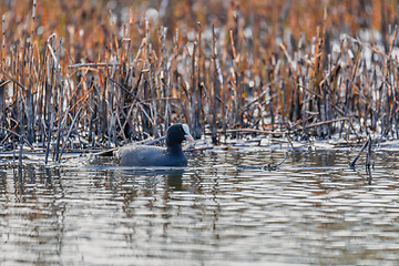 Image showing Bird Eurasian coot Fulica atra hiding in reeds