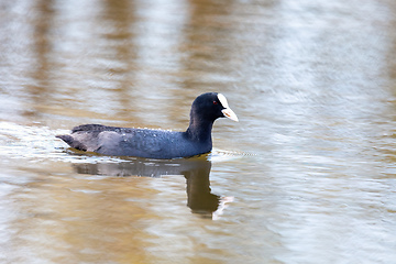 Image showing Bird Eurasian coot Fulica atra hiding in reeds