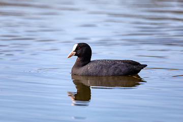 Image showing Bird Eurasian coot Fulica atra hiding in reeds