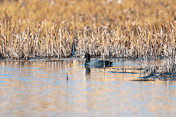 Image showing Bird Eurasian coot Fulica atra hiding in reeds