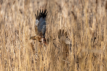 Image showing Marsh Harrier, Birds of prey, Europe Wildlife