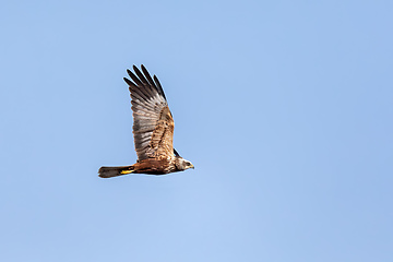 Image showing Marsh Harrier, Birds of prey, Europe Wildlife