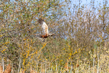 Image showing Marsh Harrier, Birds of prey, Europe Wildlife