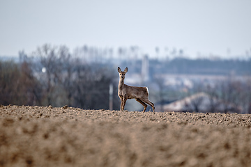 Image showing European roe deer near village europe wildlife