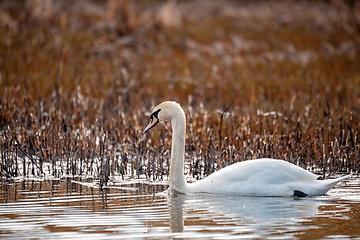 Image showing Wild bird mute swan female in winter on pond