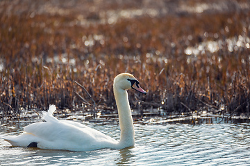 Image showing Wild bird mute swan female in winter on pond