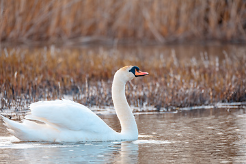 Image showing Wild bird mute swan male in winter on pond