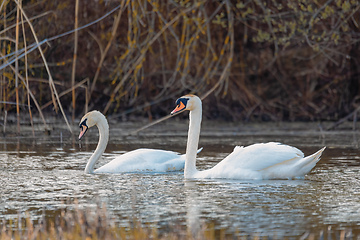 Image showing Wild bird mute swan couple in winter on pond