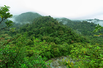 Image showing Rainforest in Tapanti national park, Costa Rica